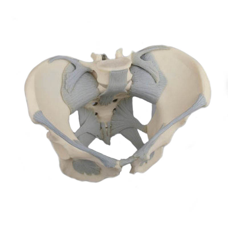 Female Pelvis Model with Ligaments Sports Supports Mobility